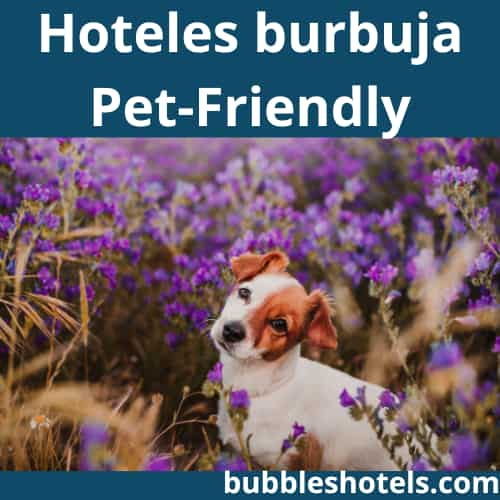 hoteles burbuja Pet-Friendly